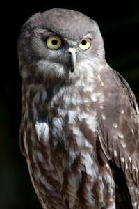 The owl as a prophetic symbol