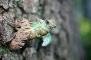 Cicada emerging