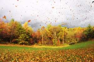 Representing the Holy Spirit, an image of autumn leaves dropping to the ground