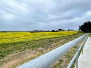 Photo of yellow canola field over an iron fence